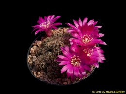 Sulcorebutia steinbachii v. hoffmannii G85-3 2182